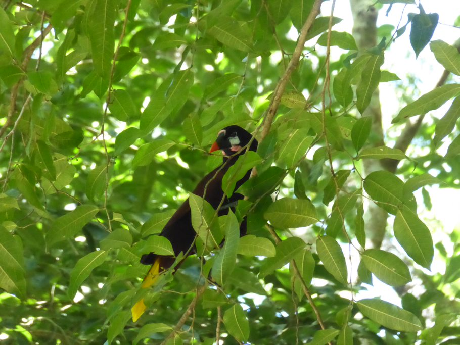 Montezumastirnvogel in Baum