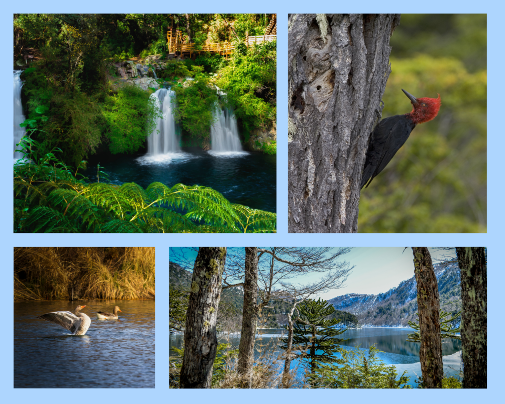 Die verschiedenen Nationalparks der Region. Eine grüne Oase für jeden Wanderbegeisterten. Zwei Wasserfälle die in einen See münden und eine grosse Tiervielfalt: hier zu sehen der Magellanspecht mit rotem Kopf und die Magellangans, die beide heimisch in der Region sind.
