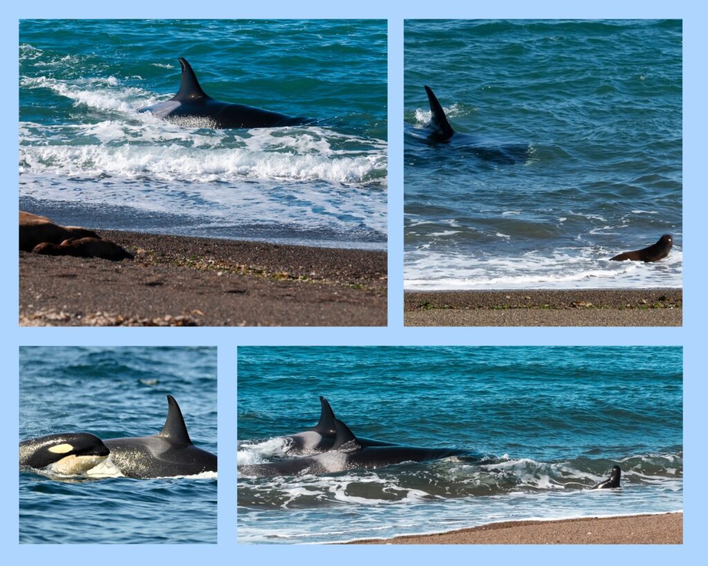 Die Jagdtechnik der Orcas auf der Halbinsel Valdés
