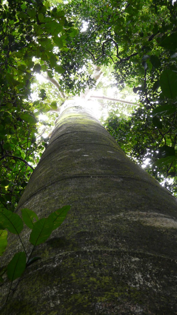 Barro Colorado Primärwald Barro Colorado Primärwald