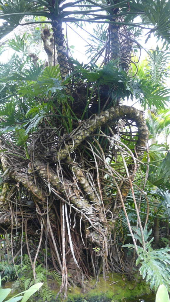 Primärwald Isla Coiba