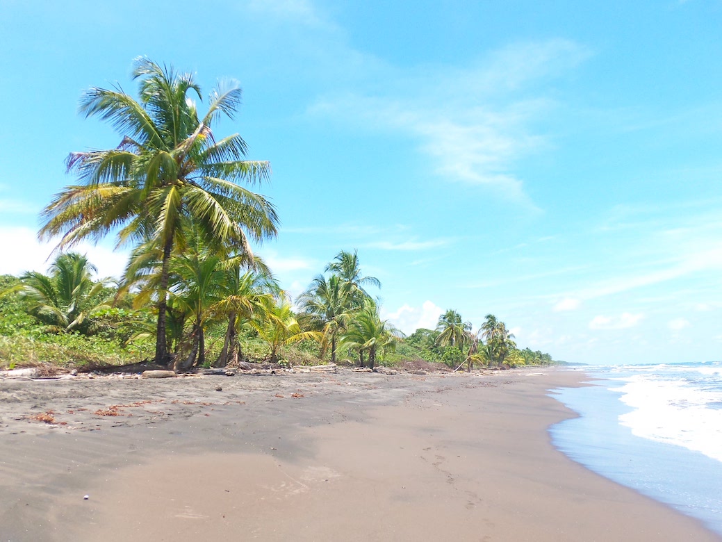 Palmen im Nationalpark Tortuguero