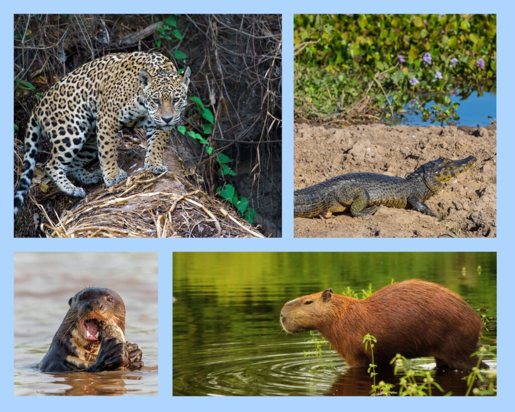 Einige der eindrücklichen Tierarten im Pantanal: Jaguar, Kaiman, Riesenotter und Capybara