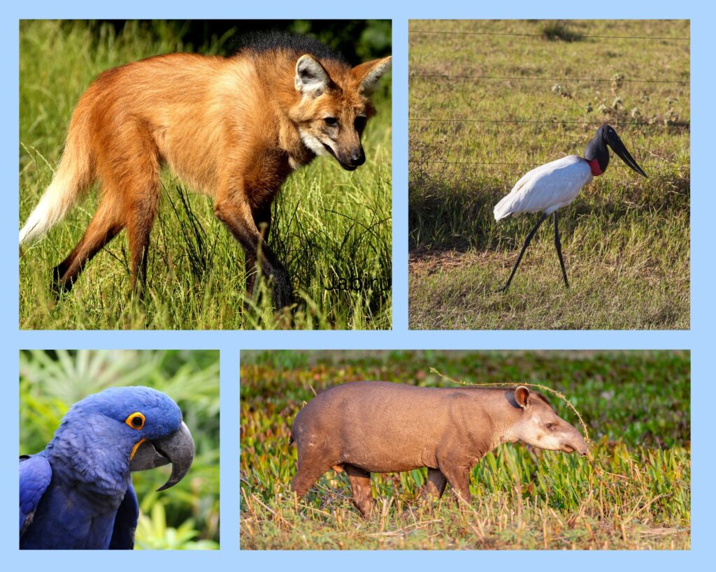 Mähnenwolf, Jabiru, Hyazinth-Ara und Flachlandtapir