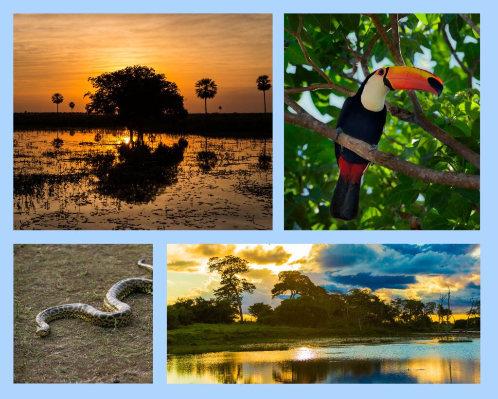 Sonnenuntergang, Riesentukan, Anakonda und Sonnenaufgang im Pantanal