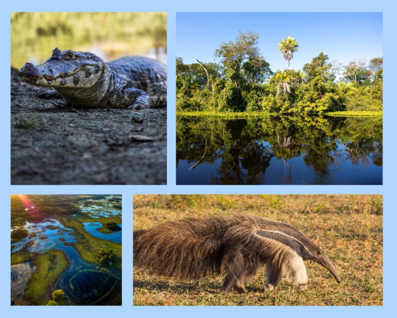 Pantanal entdecken: Größtes Feuchtgebiet der Erde, Artenvielfalt & Reise‑Guide