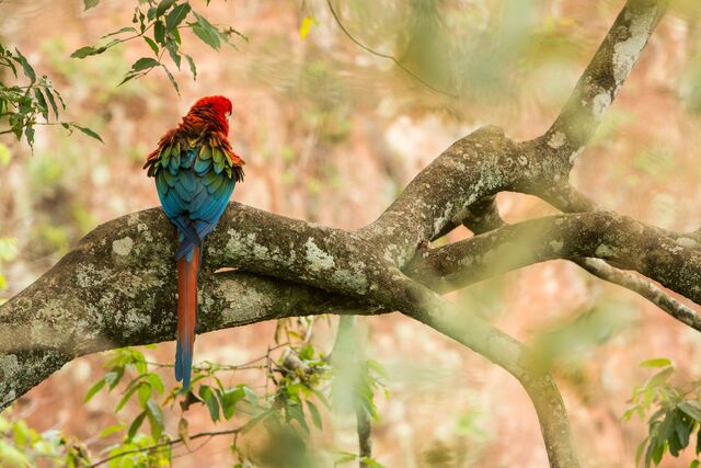 Rio de Janeiro - Papagei im Baum im Regenwald von Bonito in Brasilien