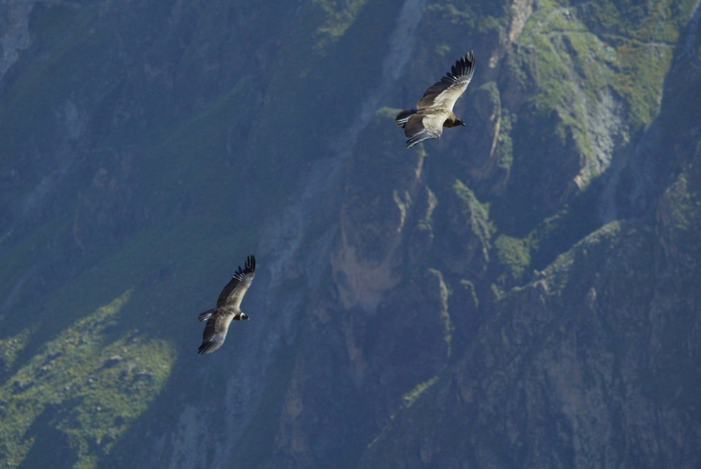 Kondore über Colca Canyon © Inés Menacho / PromPerú