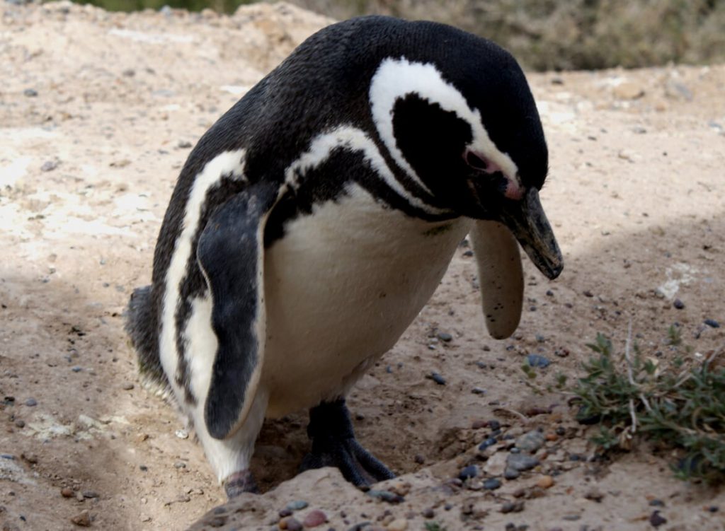 Magellanpinguin (Mit freundlicher Genehmigung unserer Kunden G. und R. M.)