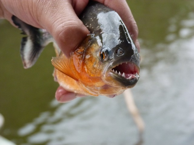 Piranha