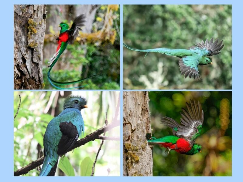 Quetzal