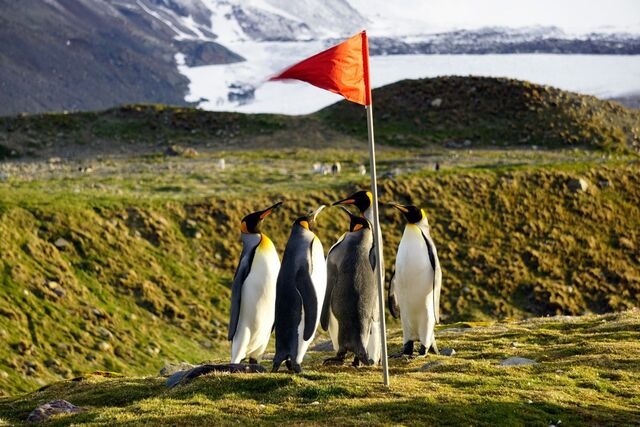 Königspinguin Kolonie auf den Falklandinseln, fast hautnah zu erleben
