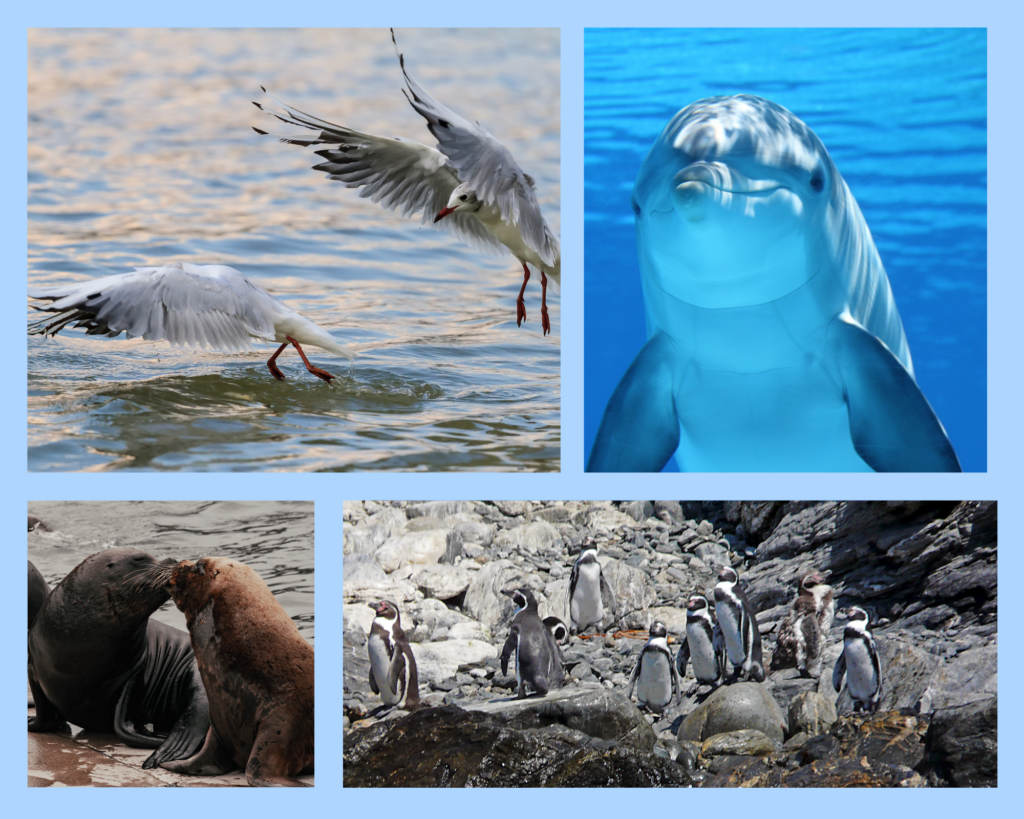 Auf den Bilder sind verschiedene Tiere der Reserva Nacional Pingüino de Humboldt zusehen. Seelöwen, Seevögel, Delfine und die bekannten Humboldt-Pinguine.