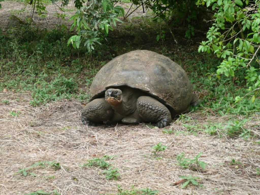 Riesenschildkröte auf Santa Cruz