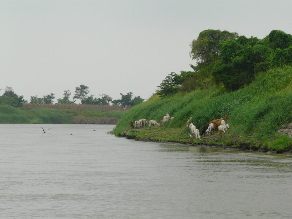Rio Magdalena Rinder