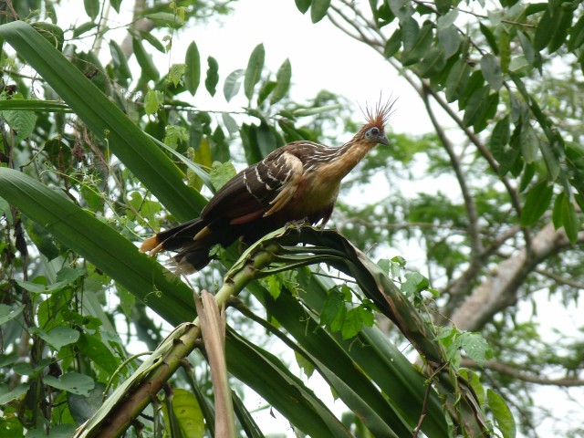 Hoatzin (Schopfhuhn)