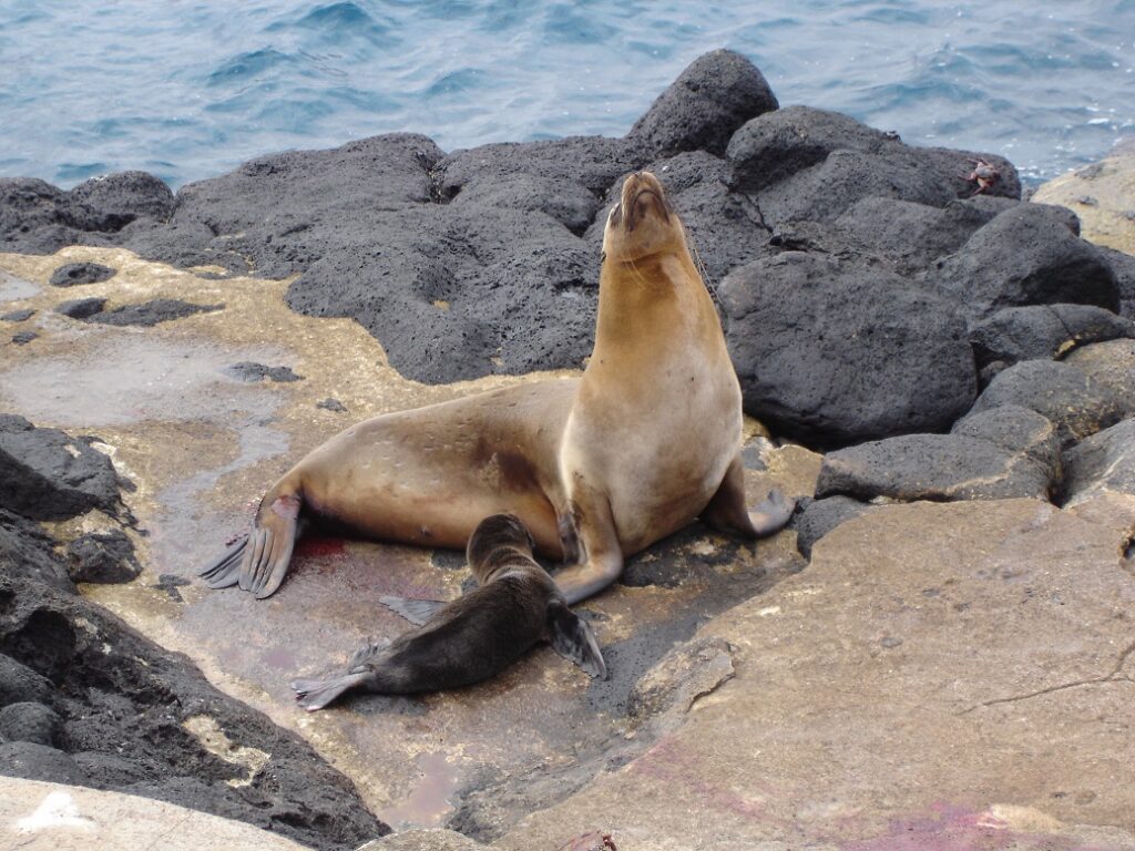 Seelöwen am Strand auf den Galapagos Inseln