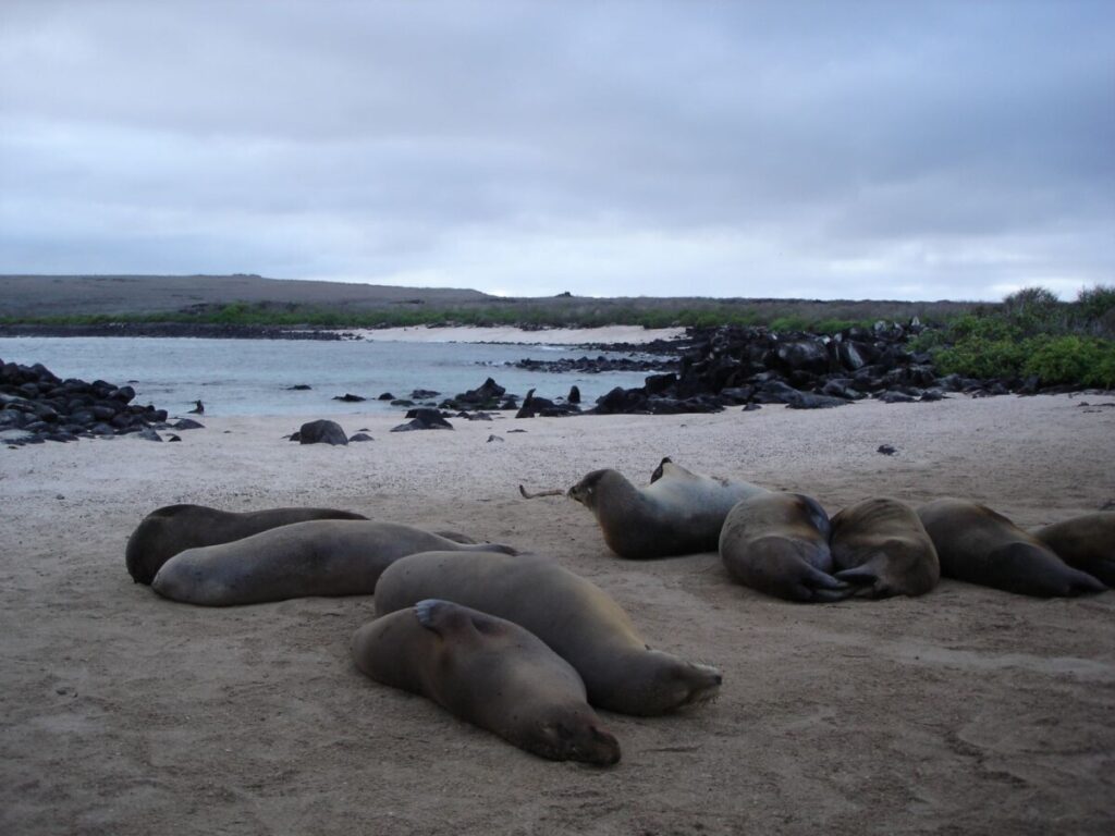 Seelöwen am Strand auf Espanola