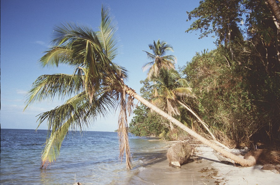 Palmen am Strand Cahuita
