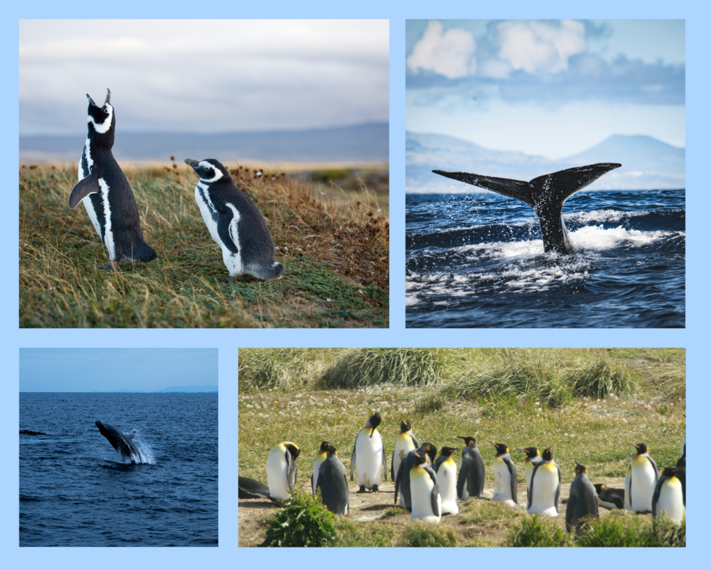 Die Tierwelt entdecken: Magellan-Pinguine hautnah bei einem Rundgang auf der Isla Magdalena, Buckelwalflosse und springender Buckelwal im Schutzgebiet, Königspinguin-Kolonie auf dem Festland