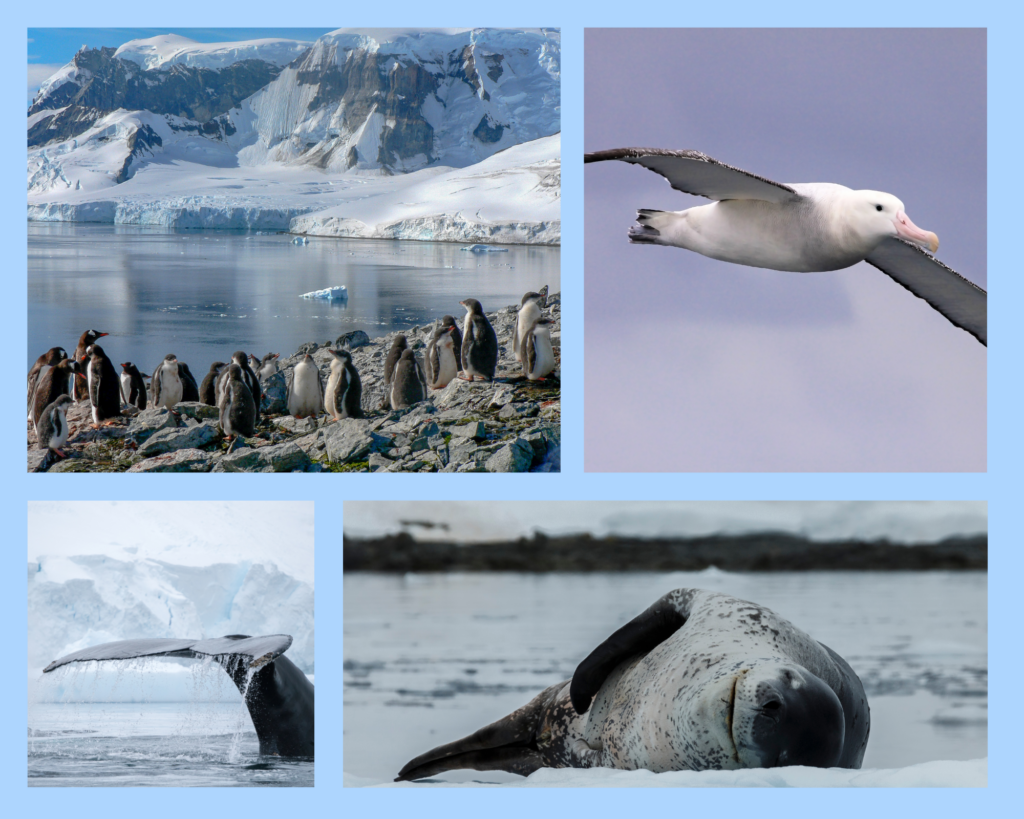 eine große Pinguinkolonie auf der King George Island, mit mehr als 0 Pinguinen die auf Futter suche gehen. Ein fliegender Albatross und ein auftauchender Wal mit wunderschöner schwarzen Flosse, die aus dem Wasser ragt. Die Seeleoparden ruhen sich nach ihren Raubzügen gerne auf Eisschollen aus und machen ein nickerchen, was man gut beobachten kann.