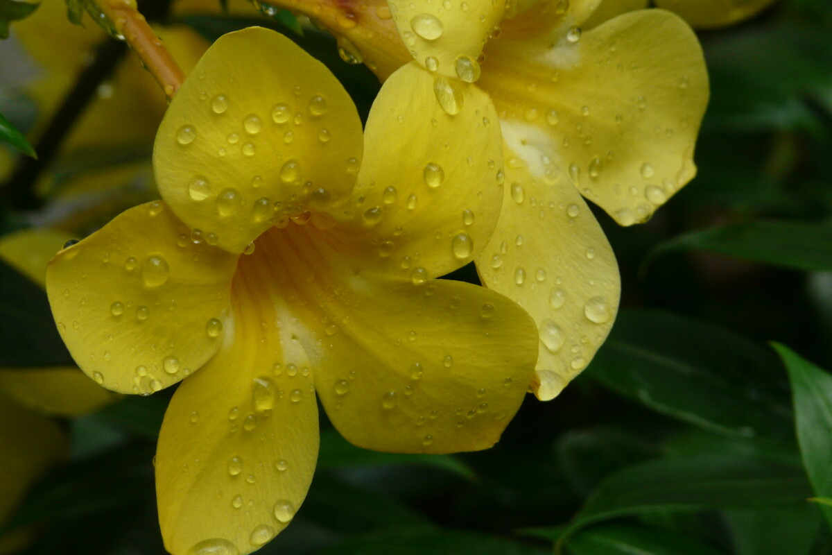 Trompetenblume