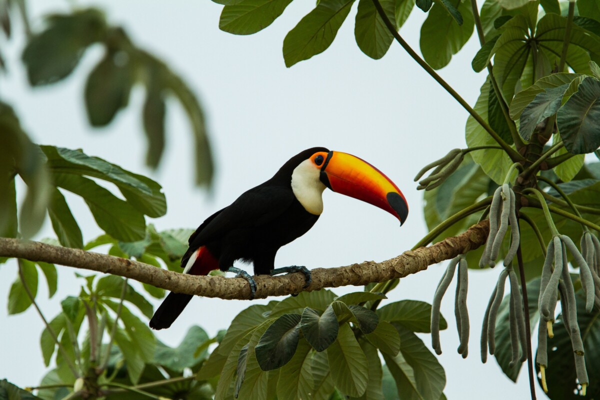 Tucan