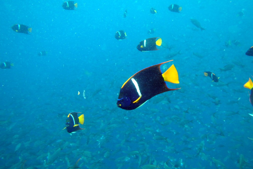 Unterwasserwelt in Galapagos