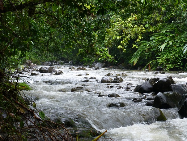 Urwald und Fluss im Nationalpark Guadeloupe