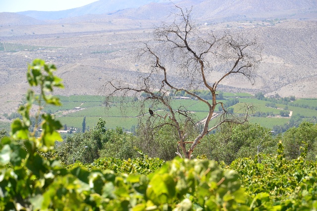 Valle del Elqui ( © Sophia Weiss)