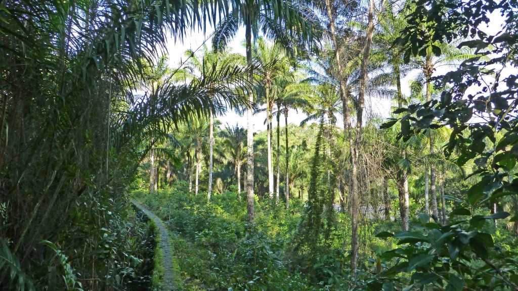 Regenwald bei Nilo Peçanha