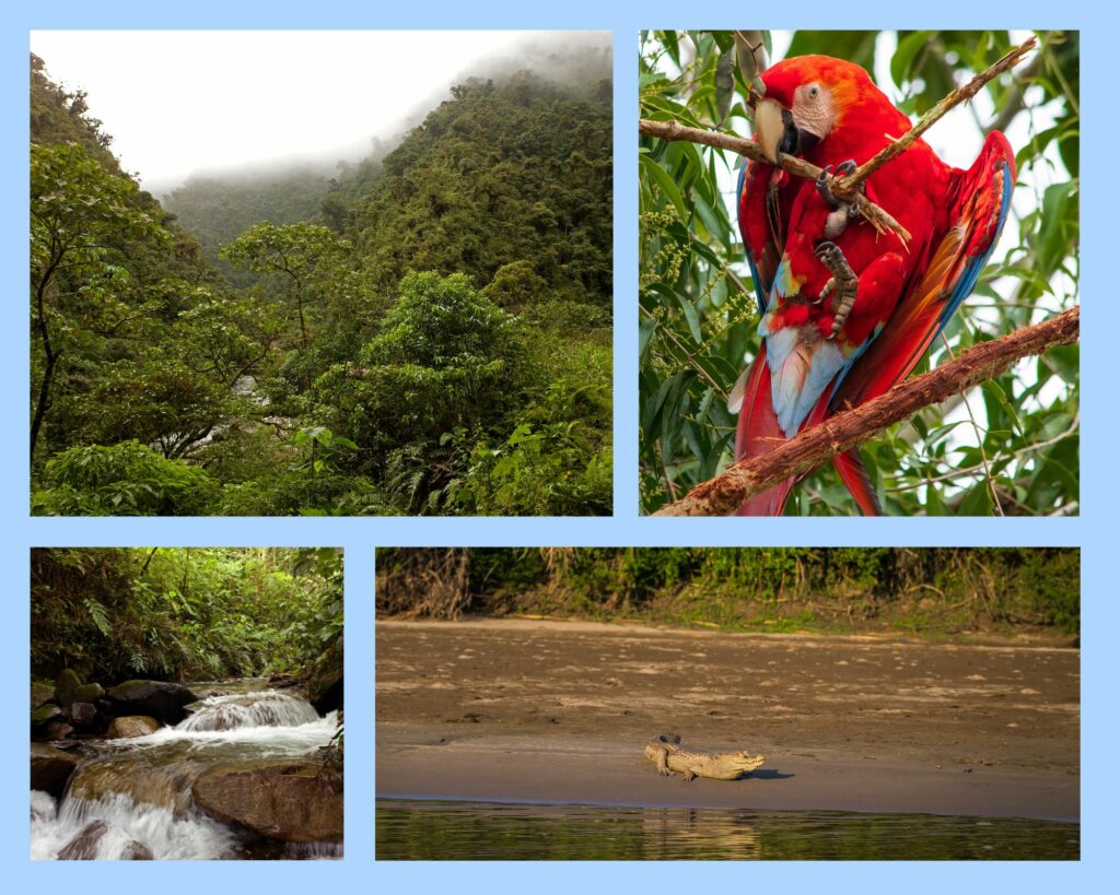 Manú Nationalpark mit verschiedenen Wäldern, Wasserfällen und Tieren