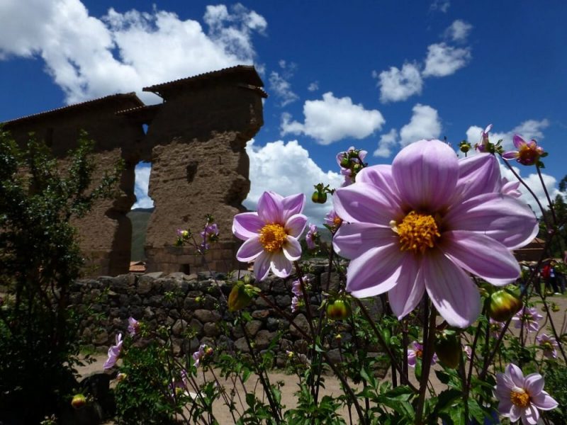 Wiracocha Ruine mit Blume