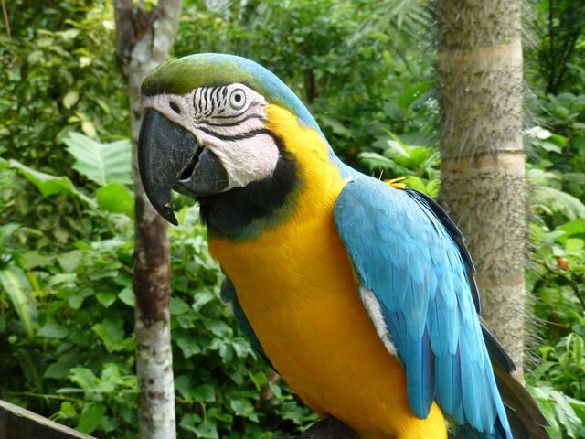 Blaugelber Ara im Amazonas