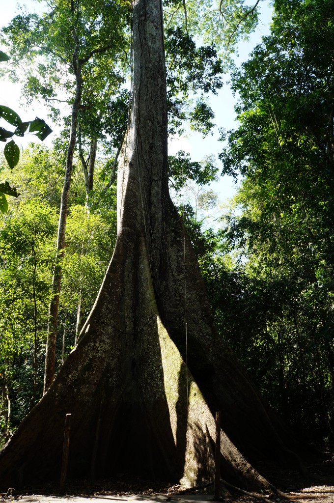 La ceiba in Marasha, Peru (© Diana Quintero)