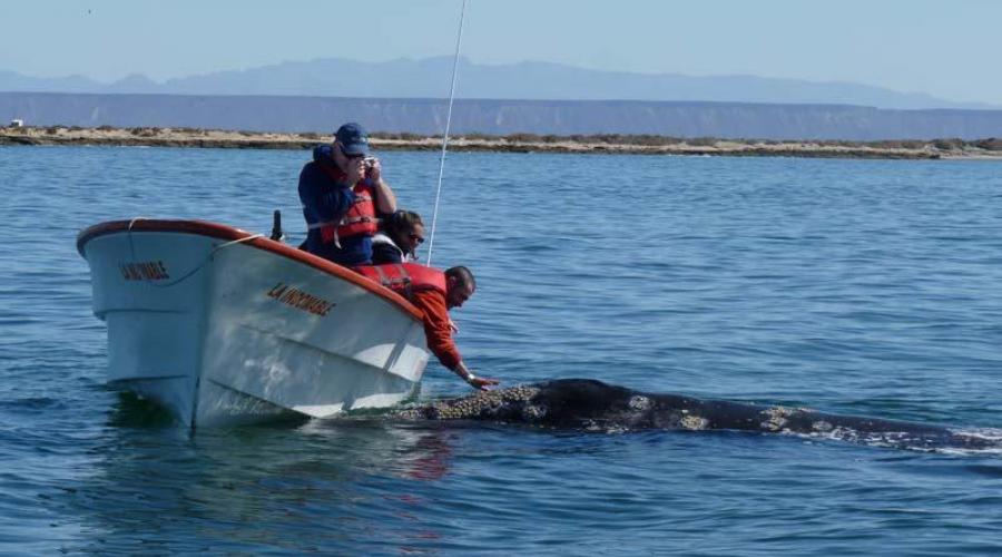 Whale Watching Bootstour