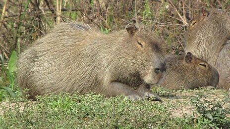 Wasserschweine am Ufer