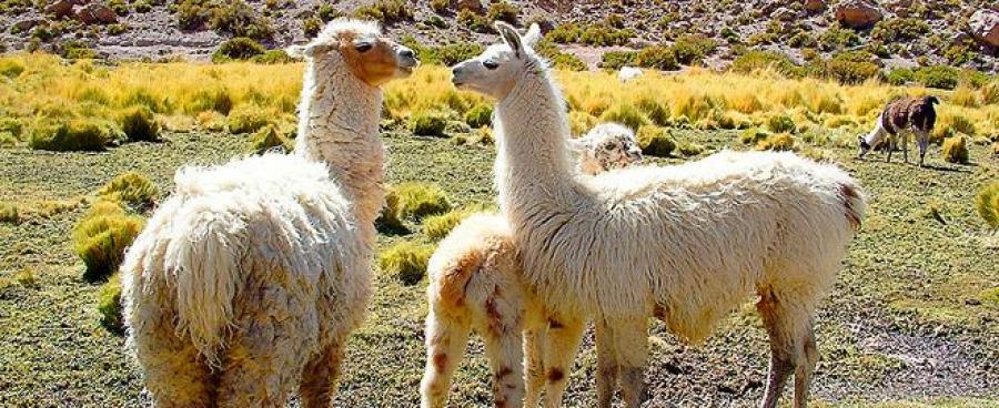 Alpakas